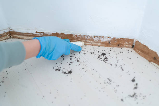 Best Best Pest Control Near Me  in Dexter, OR